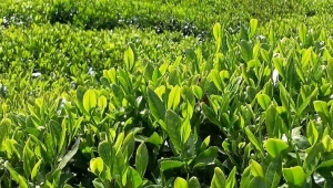 Çay Üreticileri nasıl izin alacak?