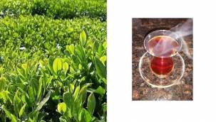 İyi Çay Nasıl Demlenir?