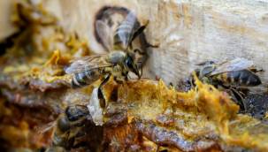 Pandemi Döneminde Propolis Tüketimi Sitokin Fırtınası Sendromunu Önleyebiliyor
