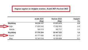 Türkiye'de kaç sığır ve koyun var?